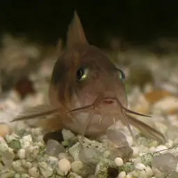 Bronze Cory, photo 4