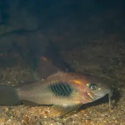 Bronze Cory, photo 6