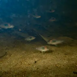 Bronze Cory, photo 7