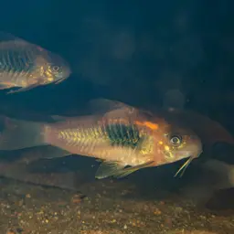 Bronze Cory, photo 9