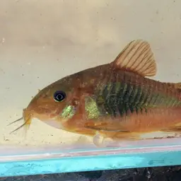 Bronze Cory, photo 10