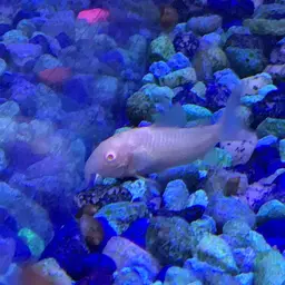 Bronze Cory, photo 11