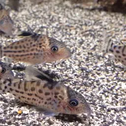 Agassiz's Corydoras