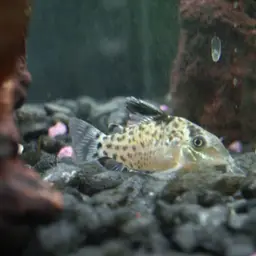 Agassiz's Corydoras, photo 2