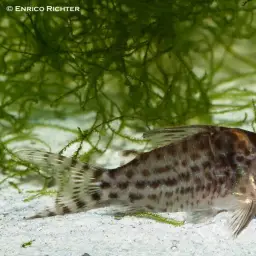 Agassiz's Corydoras, photo 3