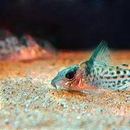 Agassiz's Corydoras, photo 4
