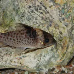 Agassiz's Corydoras, photo 5