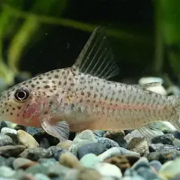 White stripe cory, photo 2