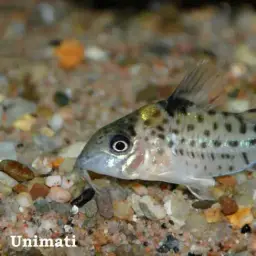 Ambiacus Cory