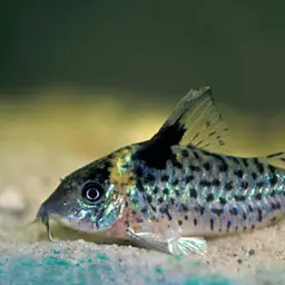 Ambiacus Cory, photo 2
