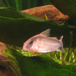Skunk Corydoras, photo 1
