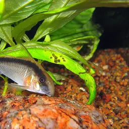 Skunk Corydoras, photo 2
