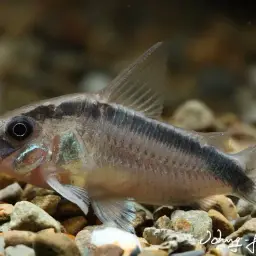 Skunk Corydoras, photo 3