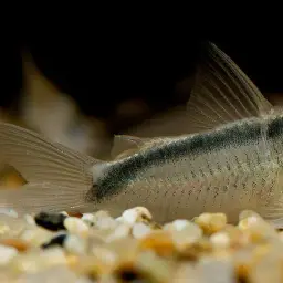 Skunk Corydoras, photo 4