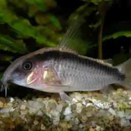 Skunk Corydoras, photo 5