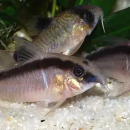 Skunk Corydoras, photo 6