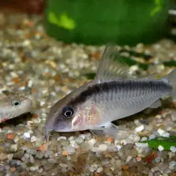 Skunk Corydoras, photo 7