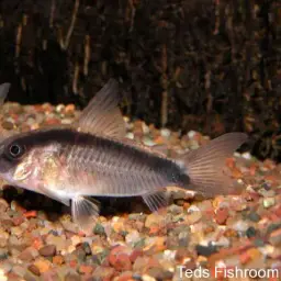 Skunk Corydoras, photo 8