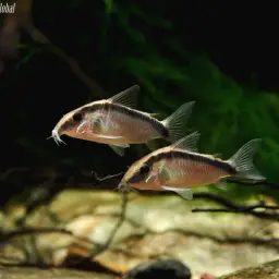 Skunk Corydoras, photo 9