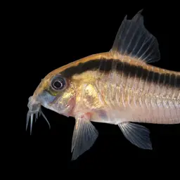 Skunk Corydoras, photo 10