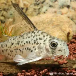Armatus Cory