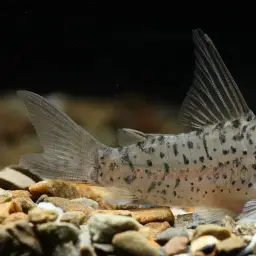 Armatus Cory, photo 2