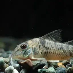 Corrientes Corydoras, photo 2