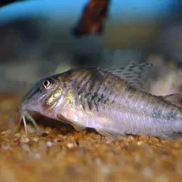 Corrientes Corydoras