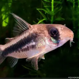 Pink Corydoras, photo 1