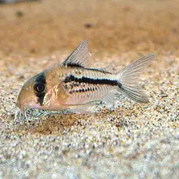 Pink Corydoras, photo 2