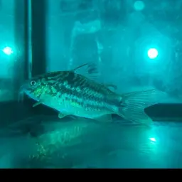 Bolivian Cory