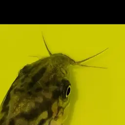Bolivian Cory, photo 2