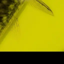 Bolivian Cory, photo 3