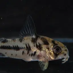 Boeseman's Cory