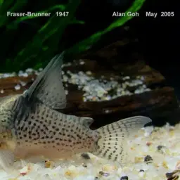 Spotted Cory, photo 3