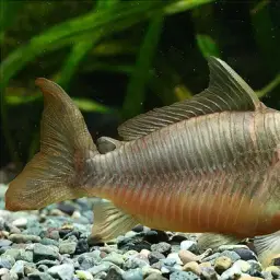 Britski's Cory, photo 2