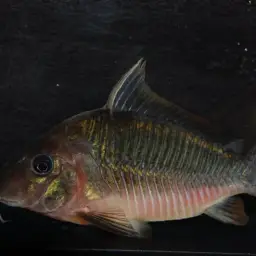 Britski's Cory, photo 3