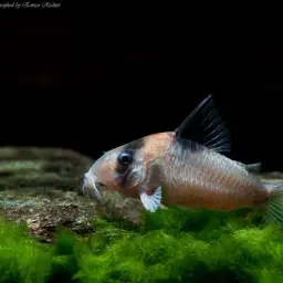 Burgess' cory, photo 2