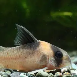 Burgess' cory, photo 4