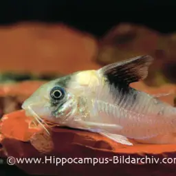 Burgess' cory, photo 5