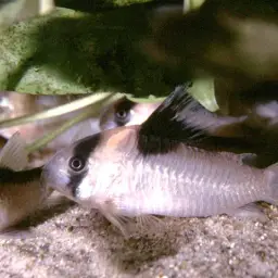 Burgess' cory, photo 6