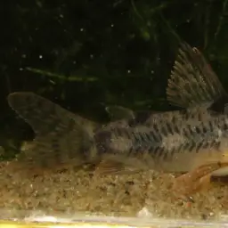 Carla's cory