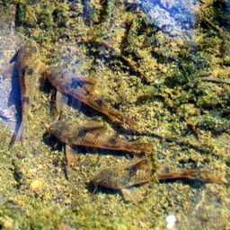 Carla's cory, photo 2
