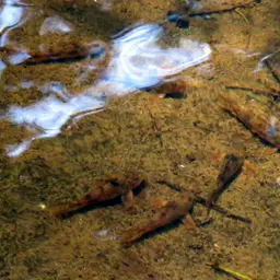 Carla's cory, photo 3