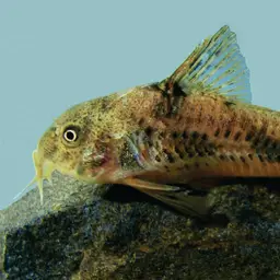 Carla's cory, photo 4