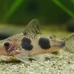 Carla's cory, photo 5