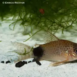 Tailspot corydoras, photo 1