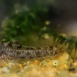Tailspot corydoras, photo 2