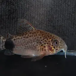 Tailspot corydoras, photo 3