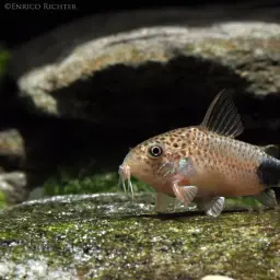 Tailspot corydoras, photo 4